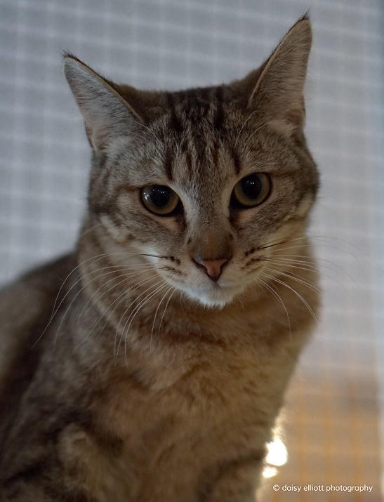 Adopt a friend: Ina
